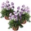 Tauben-Skabiose 'Butterfly Blue' blau 11 cm Topf, 3er-Set