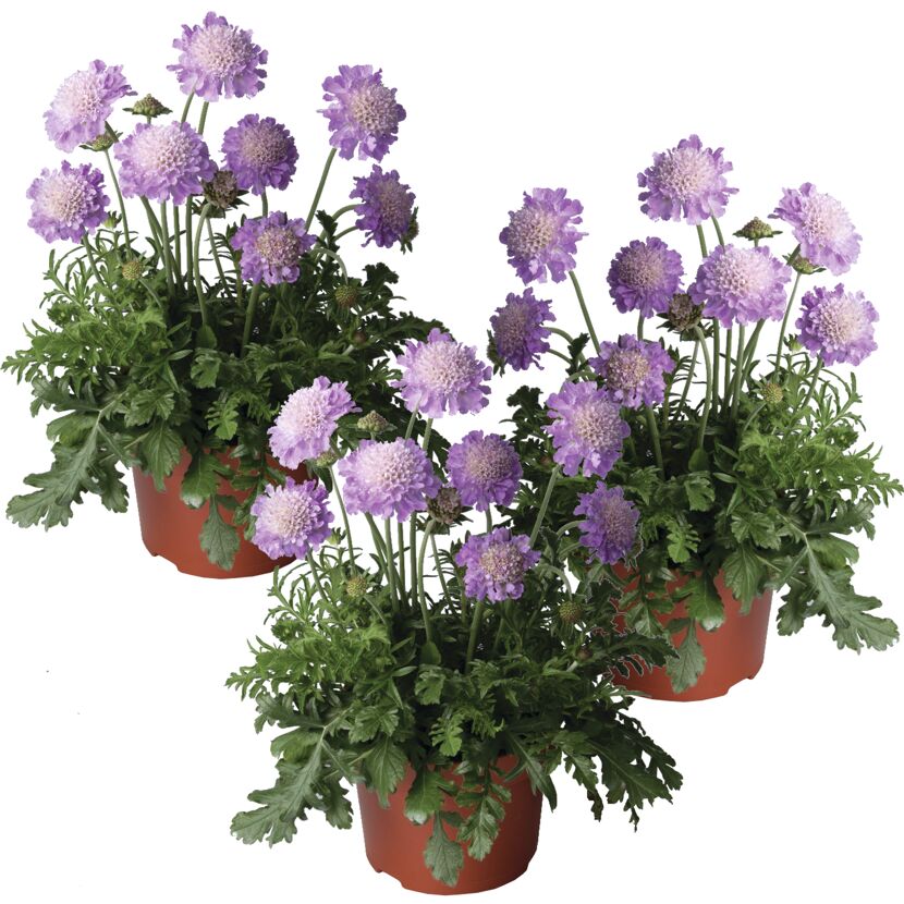 Tauben-Skabiose 'Butterfly Blue' blau 11 cm Topf, 3er-Set