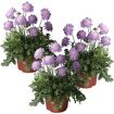 hauptbild