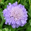 Tauben-Skabiose 'Butterfly Blue' blau 11 cm Topf, 3er-Set