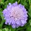 Tauben-Skabiose 'Butterfly Blue' blau 11 cm Topf, 3er-Set