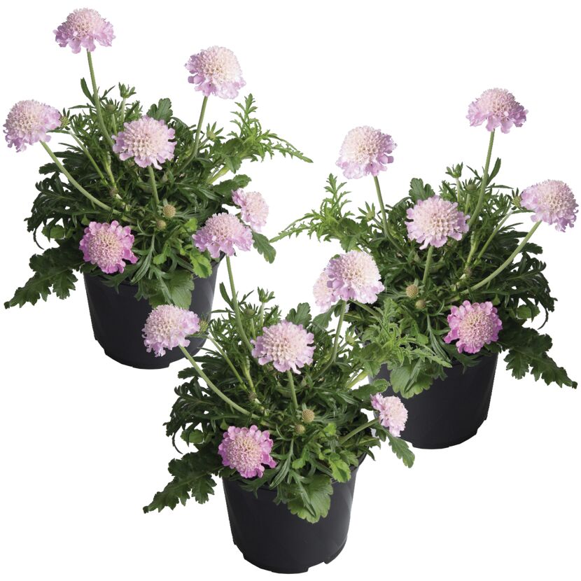 Drei Töpfchen mit rosa Tauben-Skabiose