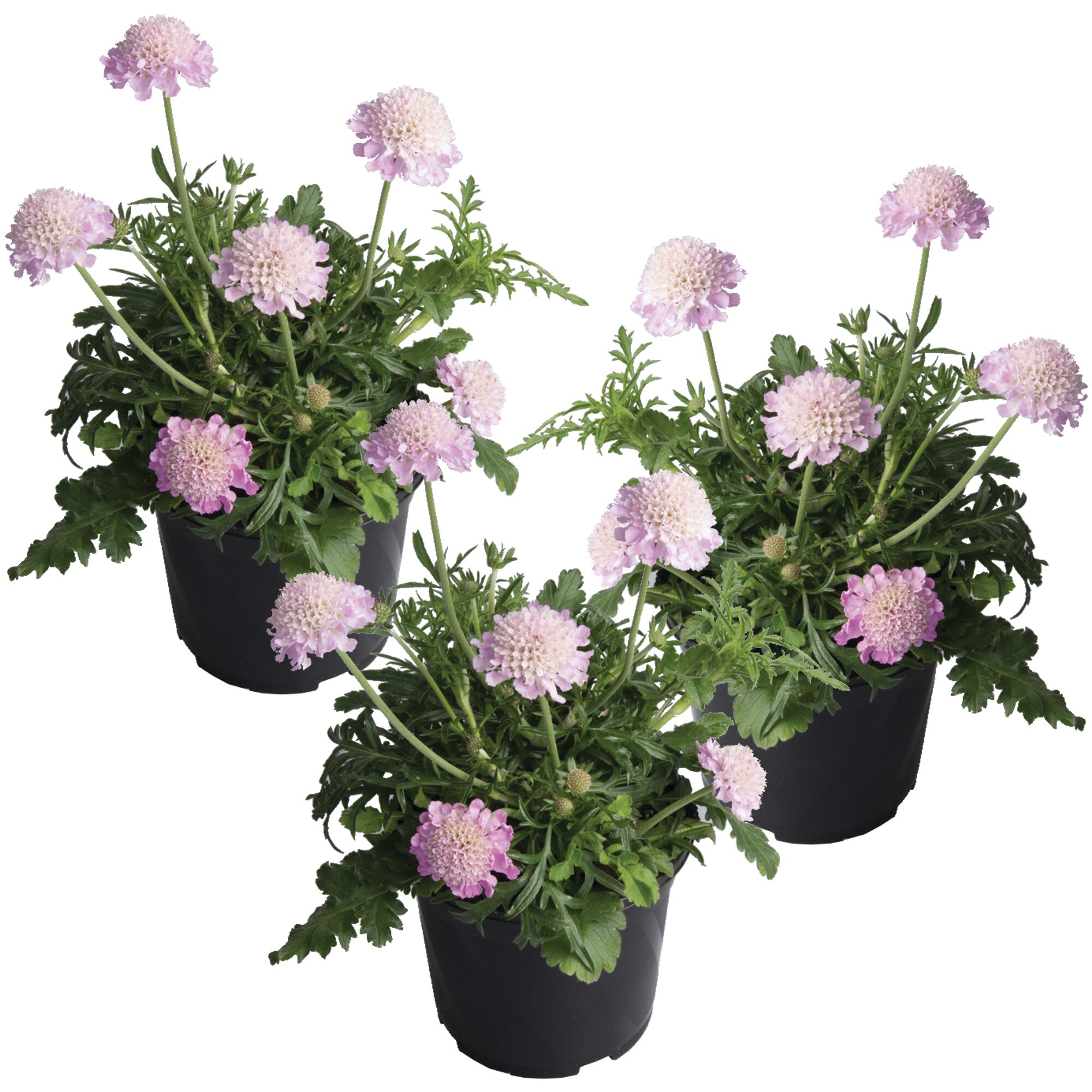 Drei Töpfchen mit rosa Tauben-Skabiose