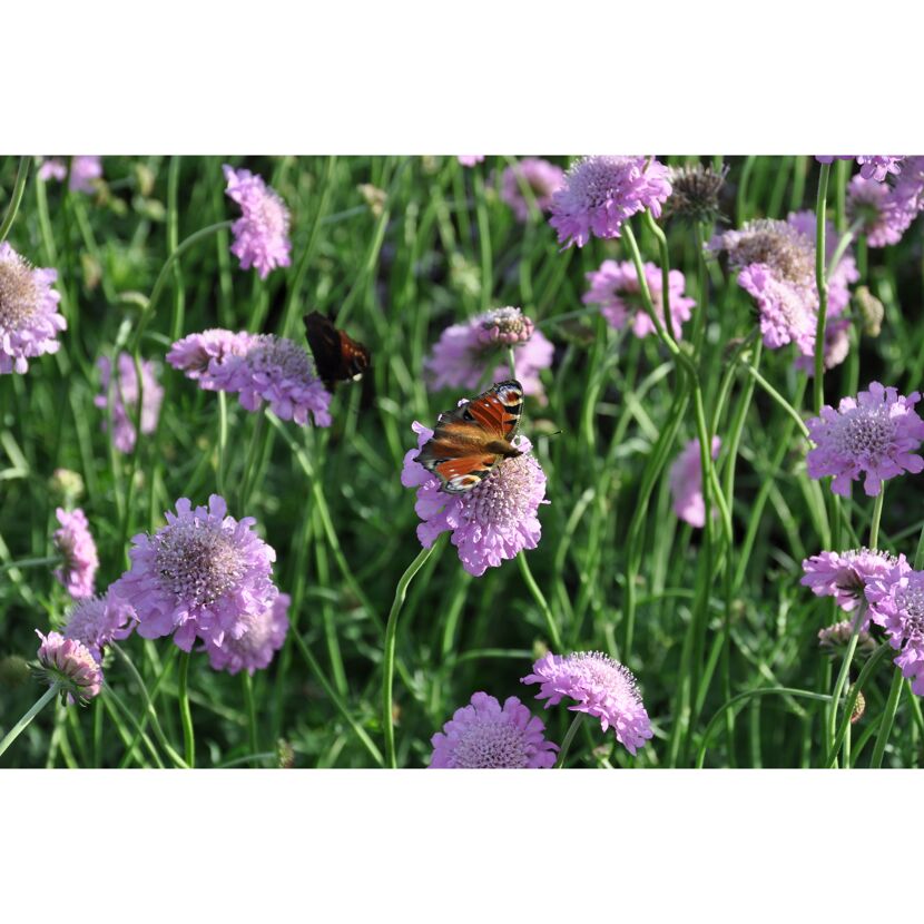 Schmetterlinge auf lila Blüten