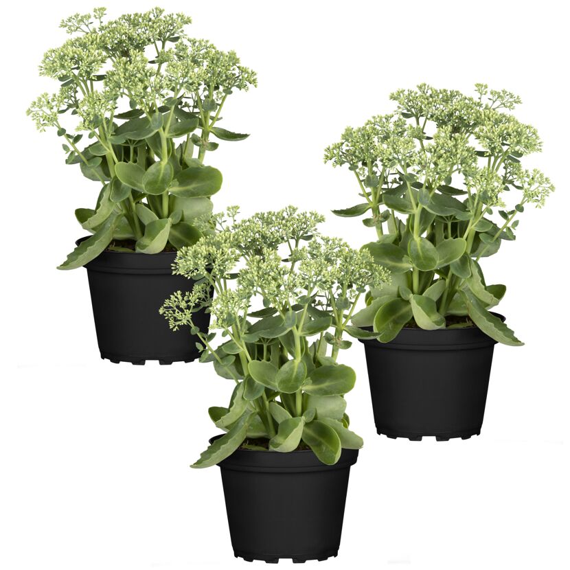 Drei Töpfe mit Sedum-Pflanzen