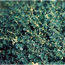 Verkleinertes Bild von Feldthymian 'Doone Valley' violett 11 cm Topf, 3er-Set
