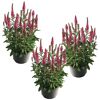 Drei rosa Ehrenpreis Veronica-Pflanzen in schwarzen Töpfen