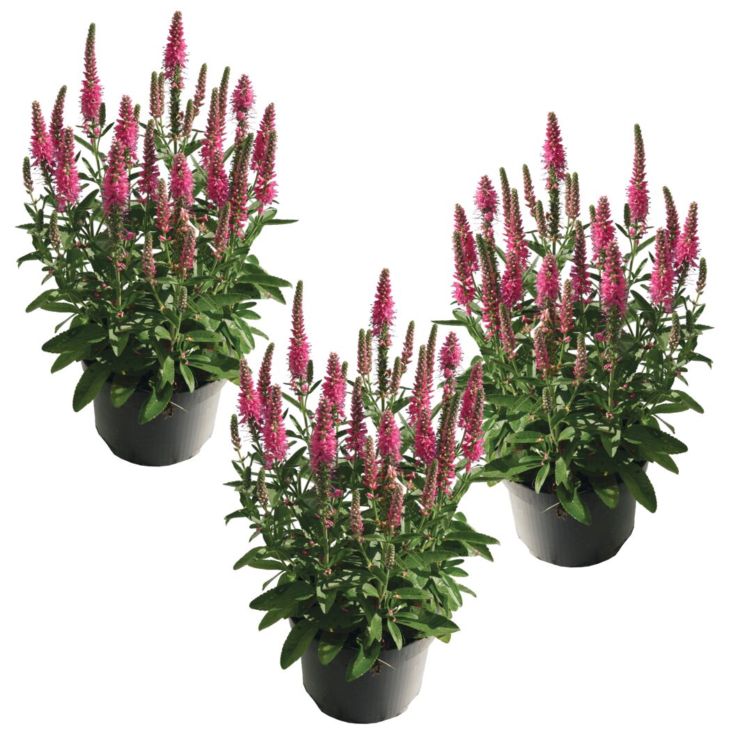 Drei rosa Ehrenpreis Veronica-Pflanzen in schwarzen Töpfen