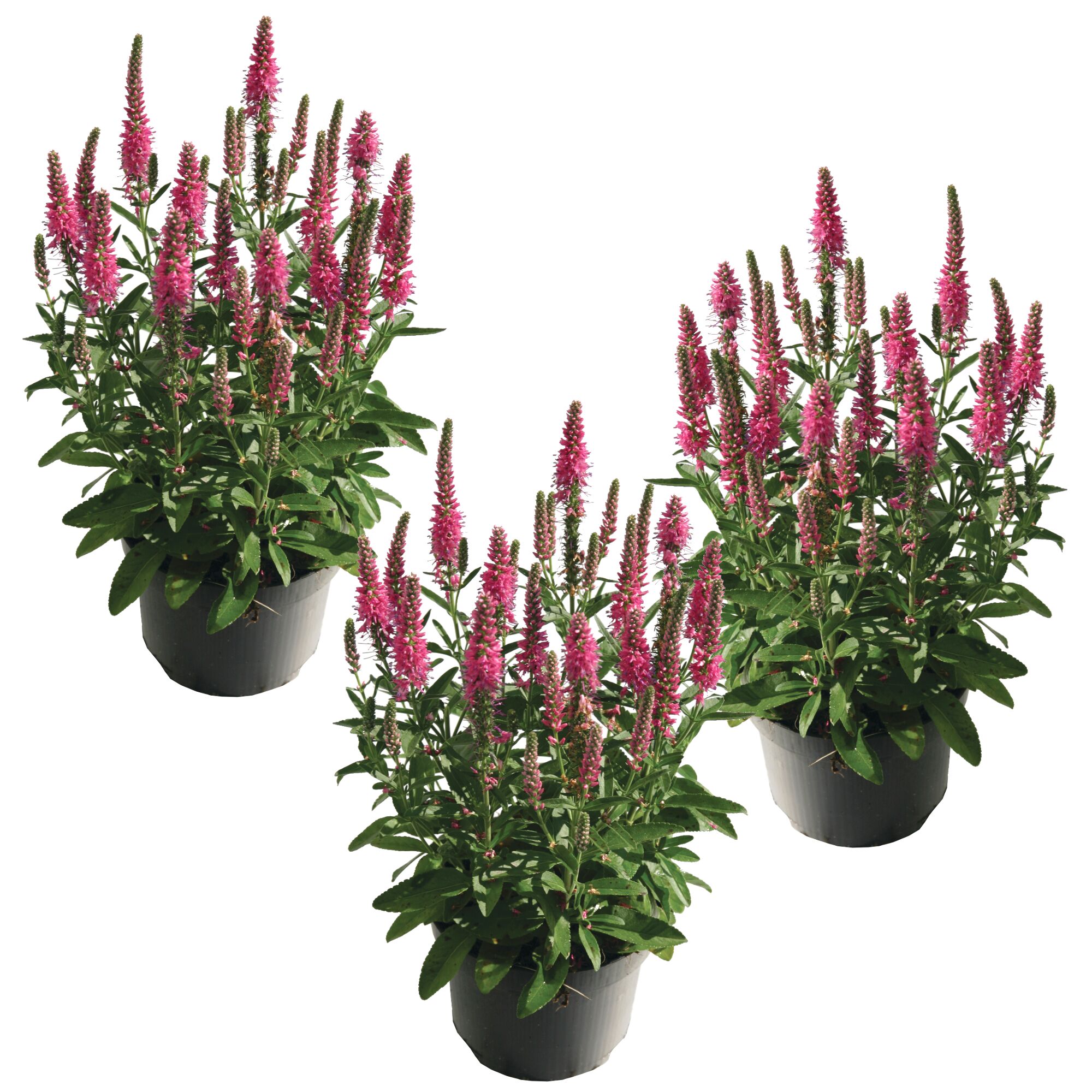 Drei rosa Ehrenpreis Veronica-Pflanzen in schwarzen Töpfen