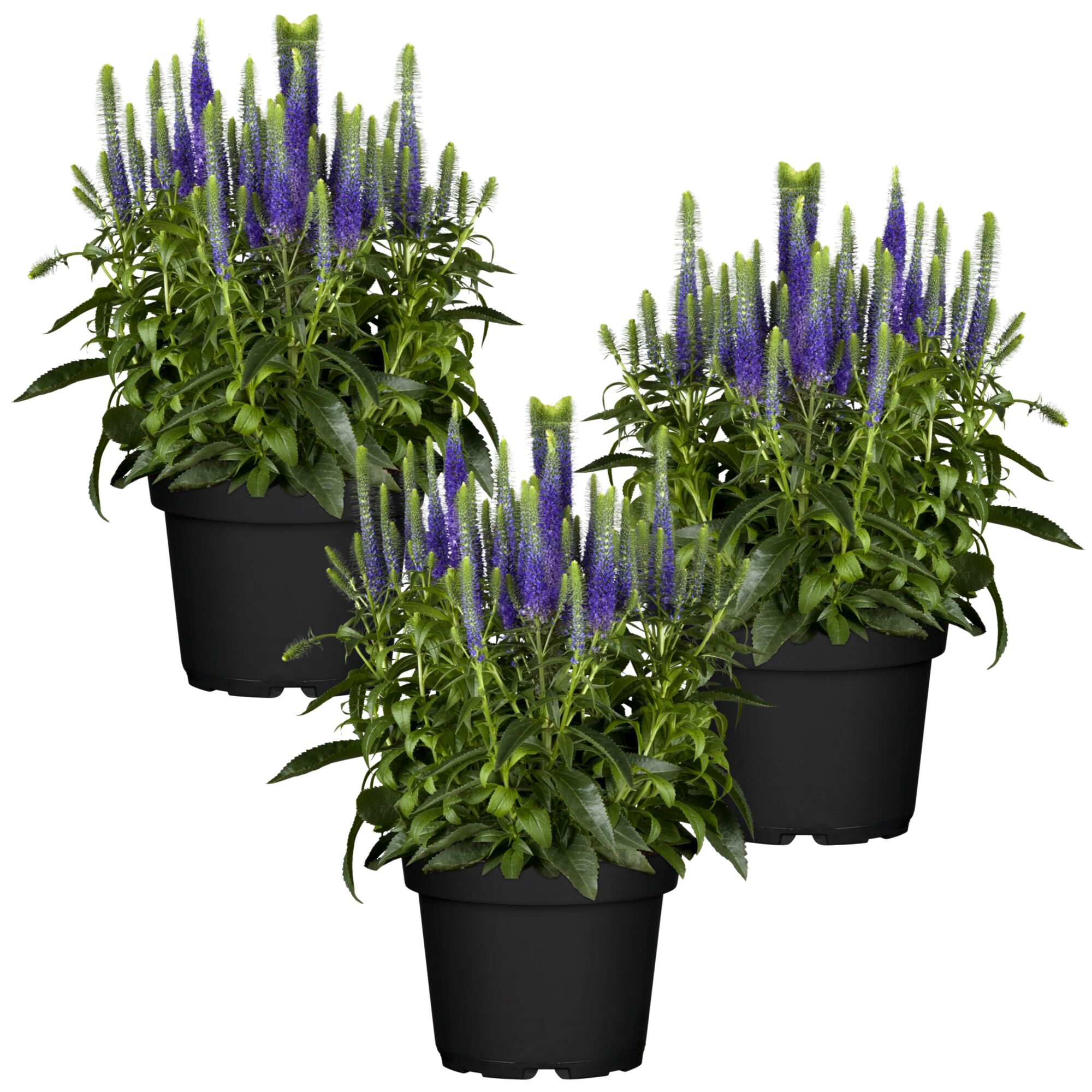 Drei Töpfe mit Ehrenpreis Veronica