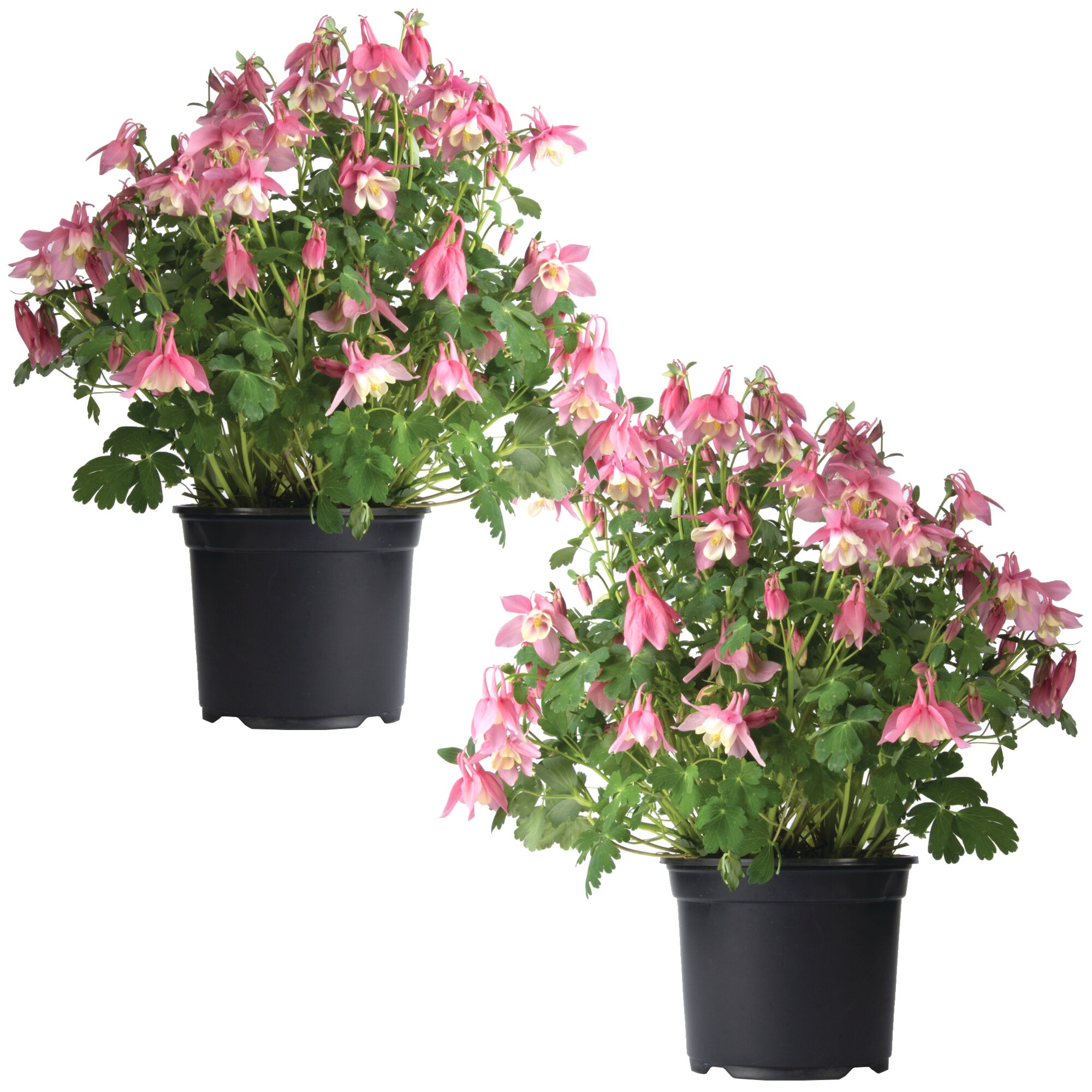 Zwei Akeleien in schwarzen Töpfen