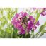 Blühende Gänsekresse mit pinken Blüten