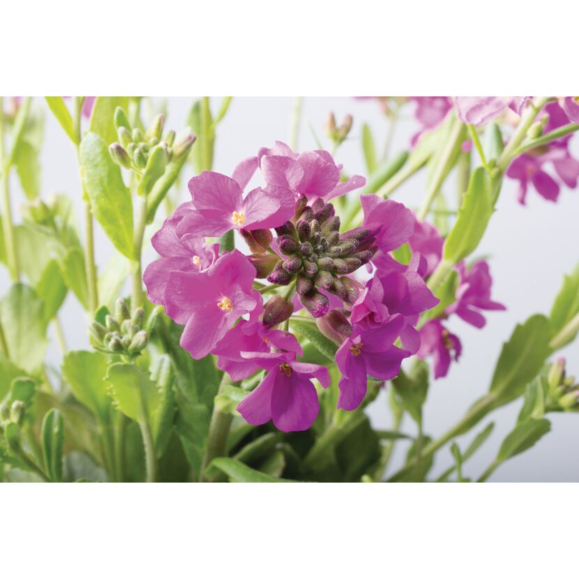 Blühende Gänsekresse mit pinken Blüten