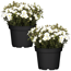 Berg-Sandkraut 'Blizzard® Compact' weiß 13 cm Topf, 2er-Set