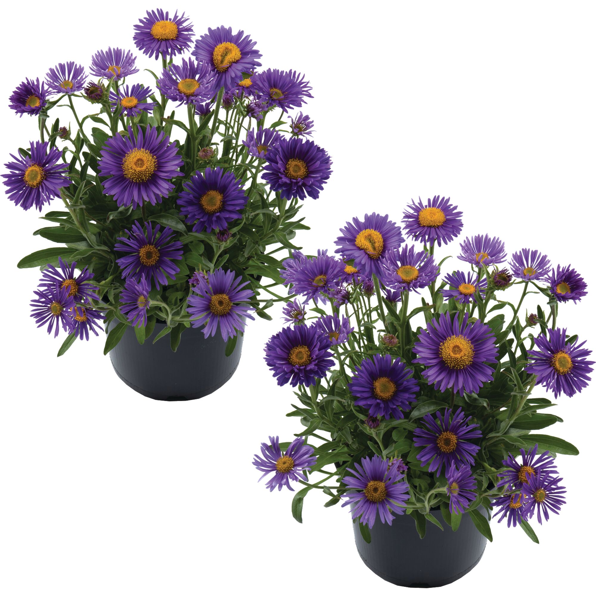 Zwei Töpfe mit violetten Alpen-Astern