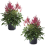 Prachtspiere 'Astary Red®' rot 13 cm Topf, 2er-Set