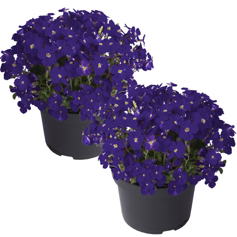 Blaukissen blau 13 cm Topf 2er-Set