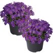 hauptbild