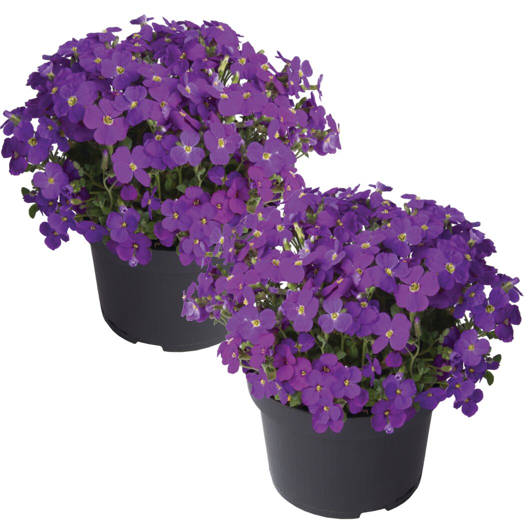 Zwei violette Blaukissen in schwarzen Plastiktöpfen