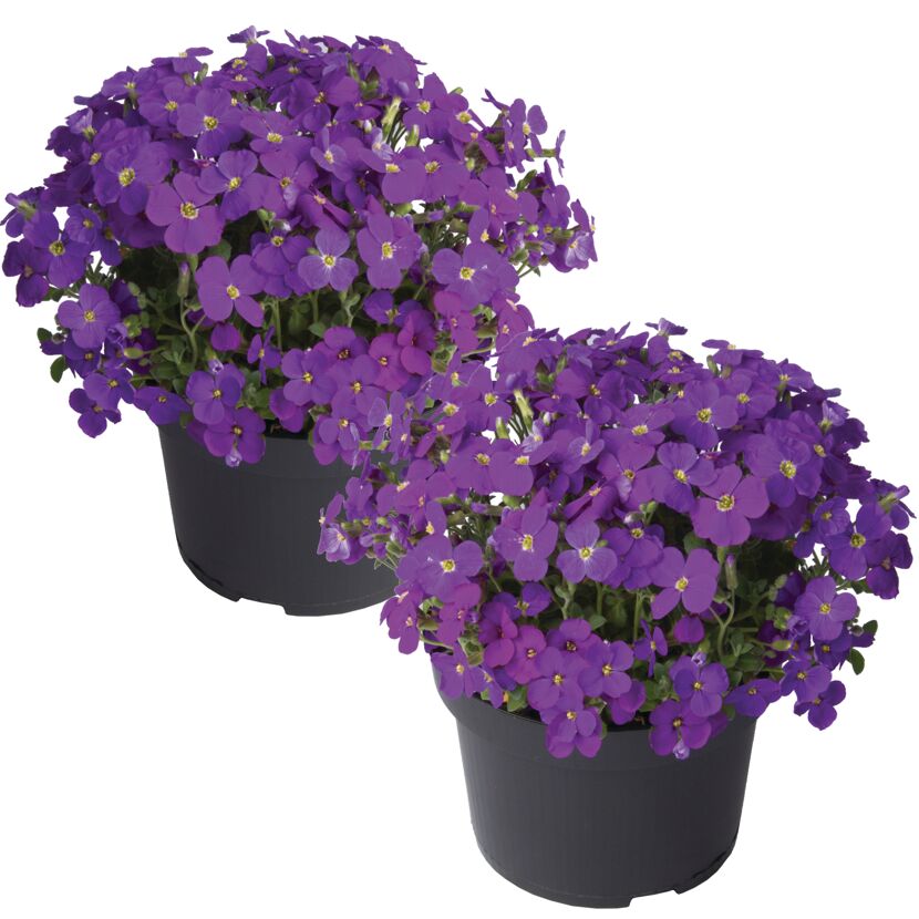 Zwei violette Blaukissen in schwarzen Plastiktöpfen