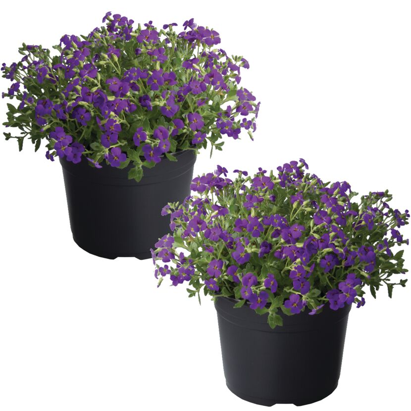 Zwei Pflanzen mit violetten Blüten in schwarzen Blumentöpfen
