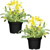 Felsen-Steinkraut 'Summit' gelb 13 cm Topf, 2er-Set