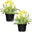 Felsen-Steinkraut 'Summit' gelb 13 cm Topf, 2er-Set