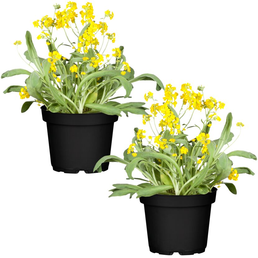 Felsen-Steinkraut 'Summit' gelb 13 cm Topf, 2er-Set