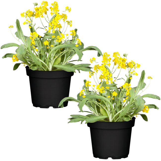 Bild von Felsen-Steinkraut 'Summit' gelb 13 cm Topf, 2er-Set