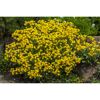 Felsen-Steinkraut 'Summit' gelb 13 cm Topf, 2er-Set