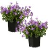 Zwei Topfpflanzen mit lilafarbenen Glockenblumen.