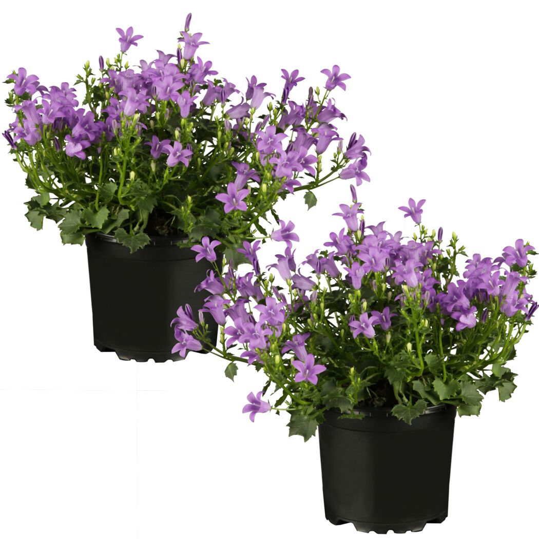 Zwei Topfpflanzen mit lilafarbenen Glockenblumen.