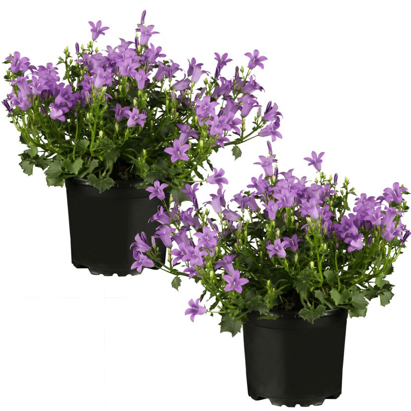 Zwei Topfpflanzen mit lilafarbenen Glockenblumen.