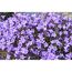 Lila Polsterglockenblumen