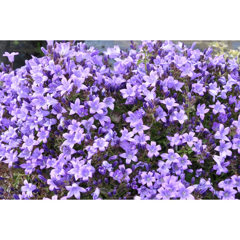 Lila Polsterglockenblumen