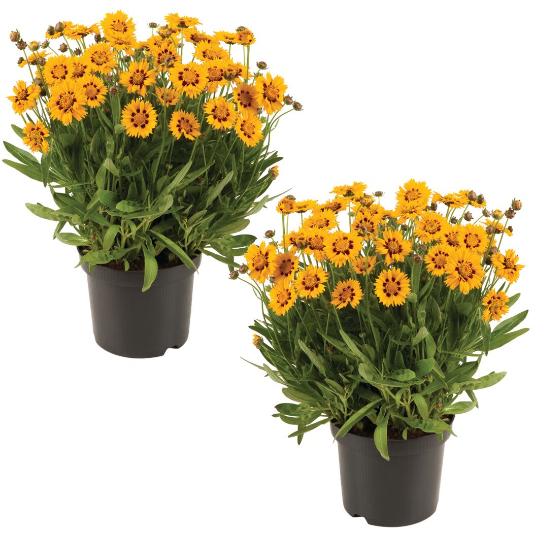 Zwei Töpfpflanzen mit gelben Coreopsis-Blüten.