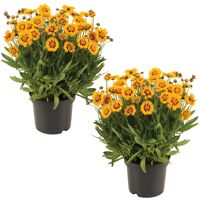 Beetpflanzen & Balkonpflanzen online bestellen toom Baumarkt