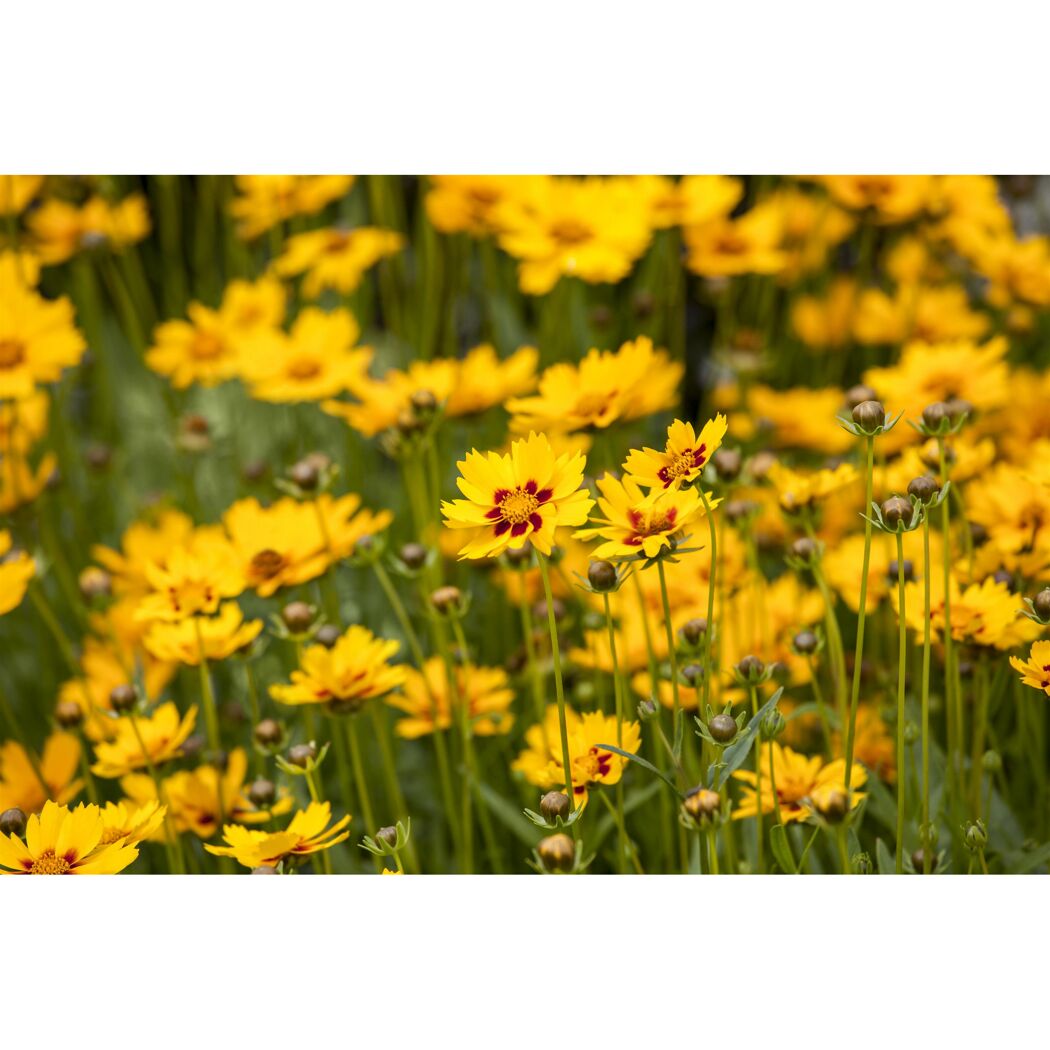Gelbe Gartenblumen mit roter Mitte