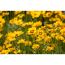 Gelbe Gartenblumen mit roter Mitte
