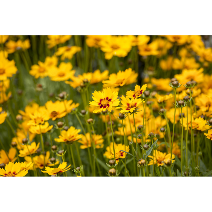 Gelbe Gartenblumen mit roter Mitte