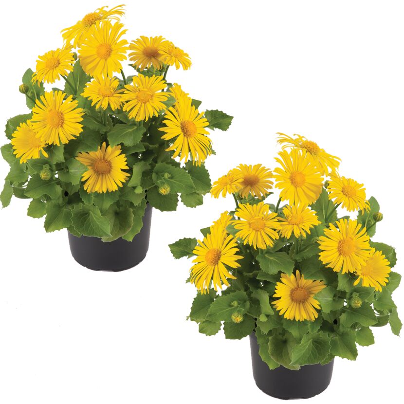 Zwei Töpfchen mit gelben Gänseblümchen