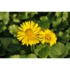 Zwei gelbe Blüten der Gemswurz