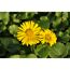 Zwei gelbe Blüten der Gemswurz