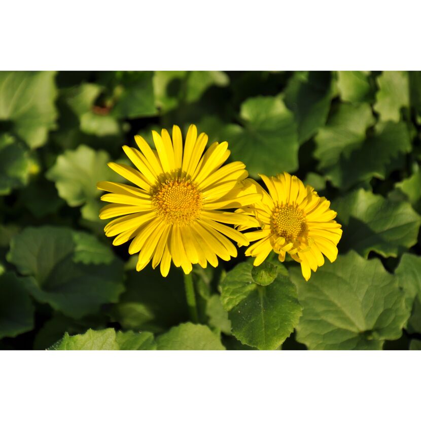 Zwei gelbe Blüten der Gemswurz
