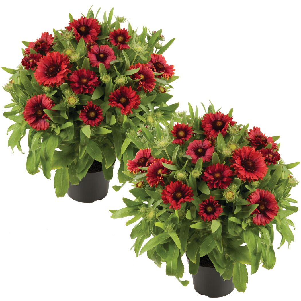 Zwei Töpfchen mit roten Kokardenblumen
