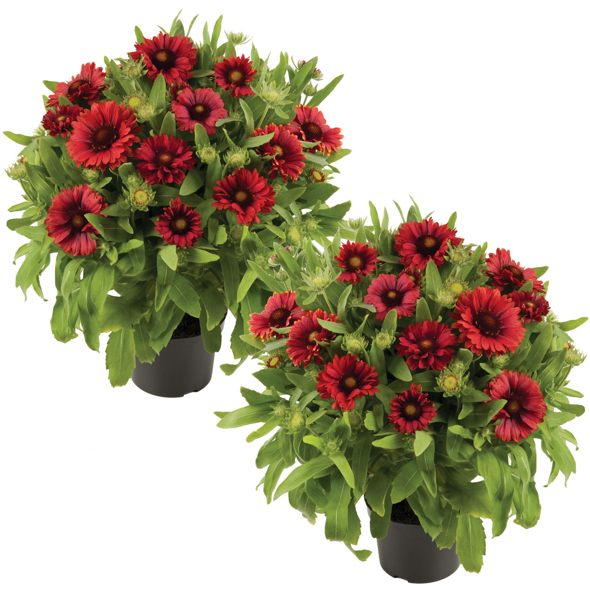 Zwei Töpfchen mit roten Kokardenblumen
