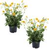 Chilenische Nelkenwurz 'Lady Stratheden' gelb 13 cm Topf, 2er-Set