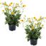 Chilenische Nelkenwurz 'Lady Stratheden' gelb 13 cm Topf, 2er-Set