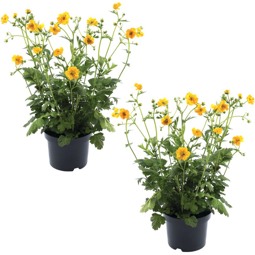 Chilenische Nelkenwurz 'Lady Stratheden' gelb 13 cm Topf, 2er-Set