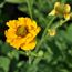 Chilenische Nelkenwurz 'Lady Stratheden' gelb 13 cm Topf, 2er-Set